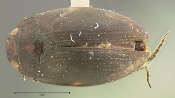 Media type: image;   Entomology 35333 Aspect: habitus dorsal view